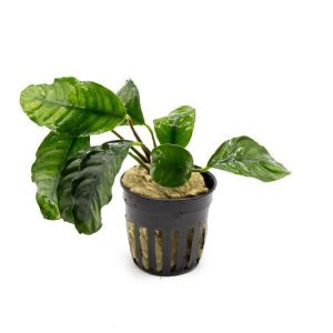 Anubias Barteri 'Coffeefolia'