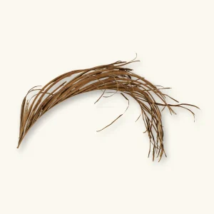 Areca Palm Fronds | Dypsis lutescens