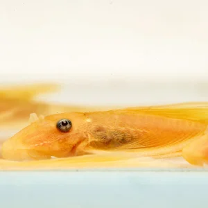 Blue Eye Lemon Bristlenose Pleco