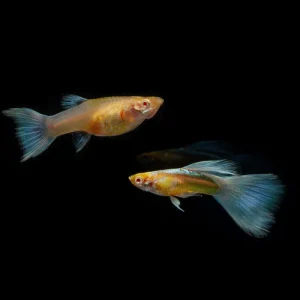 Blue Topaz Guppies - Breeding Pair