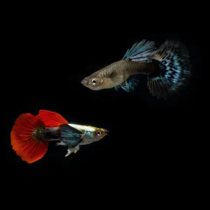 Dumbo Redtail Guppies - Breeding Pair
