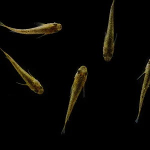 Gold Lame Medaka Rice Fish