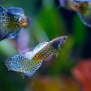 Metal Snakeskin Blue Grass Guppies